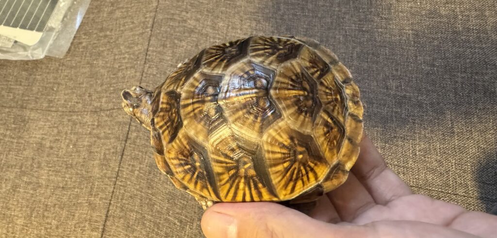 ミツユビハコガメ